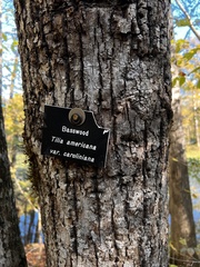 Tilia americana caroliniana