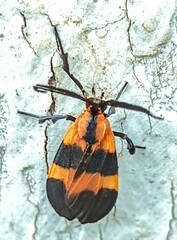 Lycomorphodes