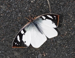 Lymanopoda eubagioides