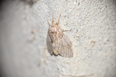 Peridea basitriens