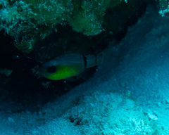 Apogon townsendi