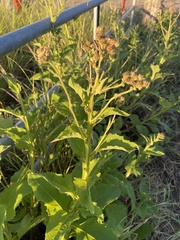 Verbesina microptera