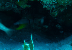 Apogon townsendi