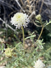 Chaenactis douglasii