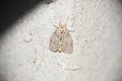 Peridea basitriens