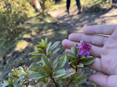 Rhododendron lepidotum
