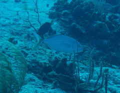Caranx bartholomaei