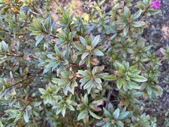 Rhododendron lepidotum