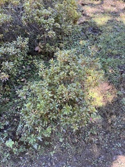 Rhododendron lepidotum