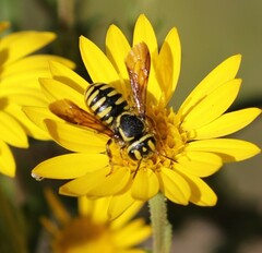 Paranthidium jugatorium