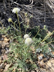 Chaenactis douglasii