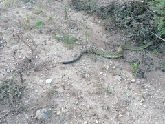 Crotalus molossus oaxacus