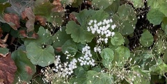 Ageratina