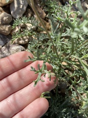 Chaenactis douglasii