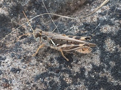 Melanoplus devastator