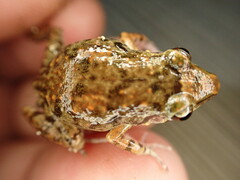 Eleutherodactylus planirostris