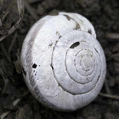 Helminthoglypta exarata