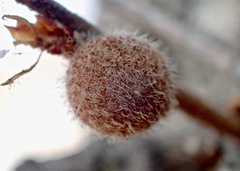 Burnettweldia washingtonensis