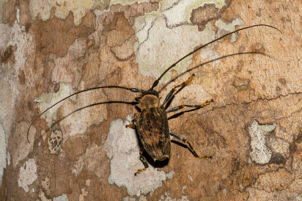 Polyrhaphis peruana
