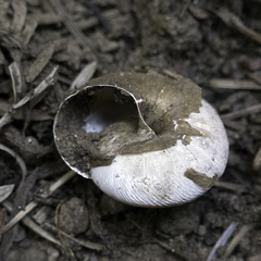 Helminthoglypta exarata