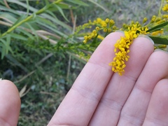 Solidago mexicana