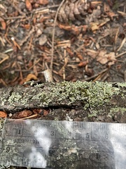 Cladonia transcendens