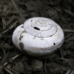 Helminthoglypta exarata