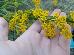 Solidago mexicana