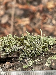 Cladonia transcendens