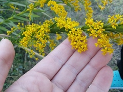 Solidago mexicana
