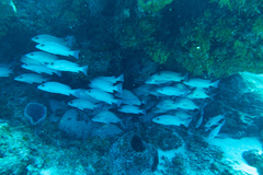 Lutjanus griseus