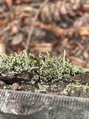 Cladonia transcendens