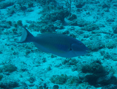 Sparisoma chrysopterum