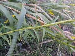 Solidago mexicana