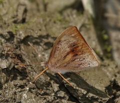 Lymanopoda eubagioides