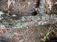 Cladonia transcendens