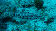 Serranus tigrinus
