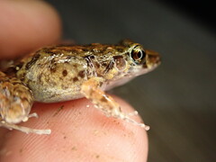 Eleutherodactylus planirostris