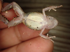 Eleutherodactylus planirostris