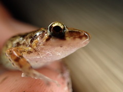 Eleutherodactylus planirostris
