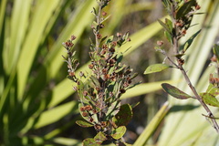 Lyonia fruticosa
