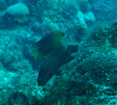 Cephalopholis cruentata