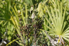 Lyonia fruticosa