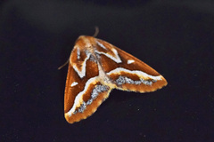 Caripeta angustiorata