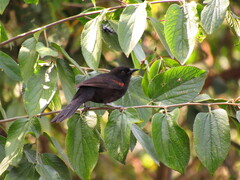 Icterus pyrrhopterus