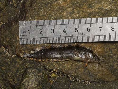 Crested klipfish (Myxodes cristatus) — Clinidae