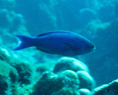 Bodianus parrae