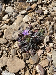 Phacelia crenulata
