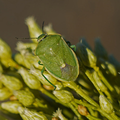 Chlorochroa uhleri