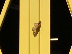 Lepidoptera